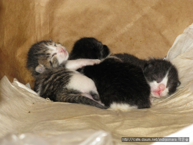 쪽빛나라 이미지