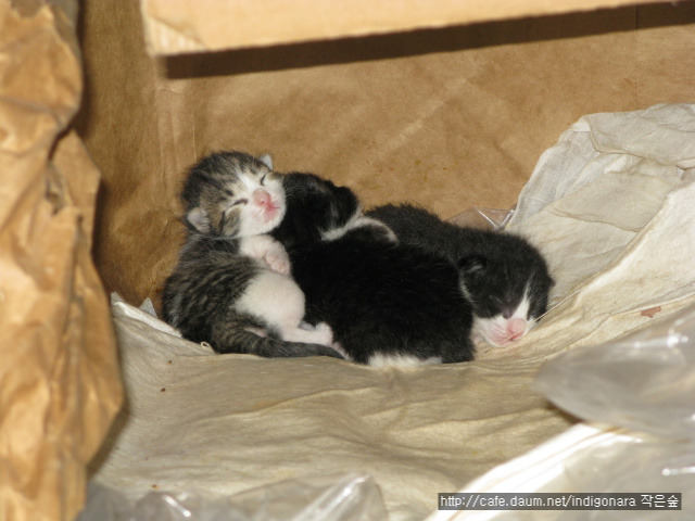 쪽빛나라 이미지