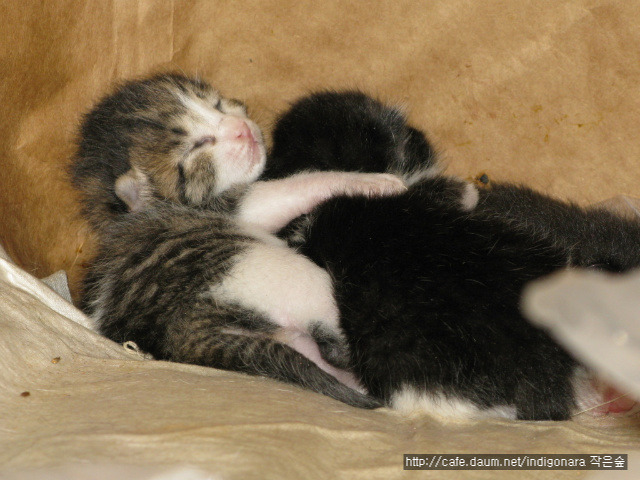 쪽빛나라 이미지