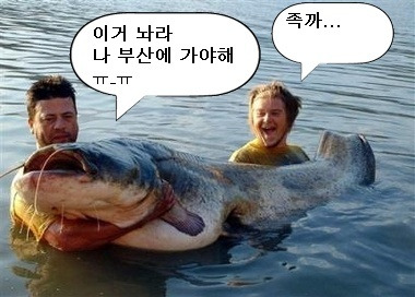 부산갈메기 이미지