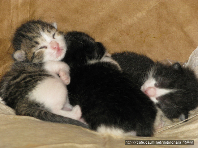 쪽빛나라 이미지